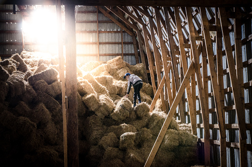 Boy climbing on pile of haystacks in barn with sunlight getting in from high aperture