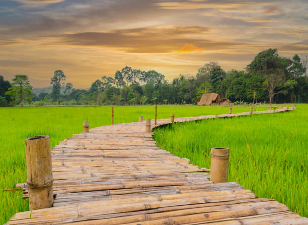Wooden bridge amidst paddy fields with the farmer's straw house Wooden bridge amidst paddy fields with the farmer's straw house with sun set. bamboo bridge stock pictures, royalty-free photos & images