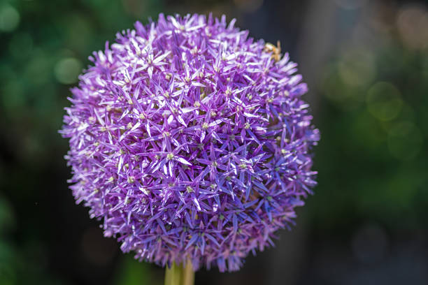 istock Ornamental Allium Flowers 1321493206