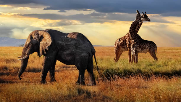 African huge elephant and giraffes  in the Serengeti National Park. Tanzania. African safari. African huge elephant and giraffes  in the Serengeti National Park. Tanzania. African safari. serengeti elephant conservation stock pictures, royalty-free photos & images