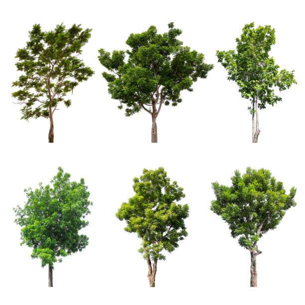 istock Collections big green tree isolated on white background. 1321495448
