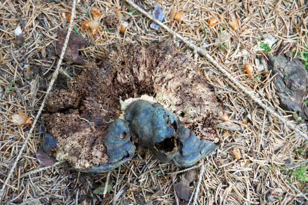 istock rotten black mushrooms on a tree trunk 1321495559