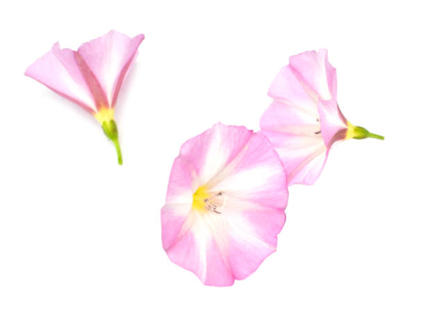 istock Pink Morning Glory flowers on white 1321496850