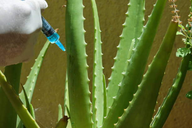 An Aleo Vera plant stem is being injected with nutrient supplement for a healthy and disease free growth in farming activity in India. An Aleo Vera plant stem is being injected with nutrient supplement for a healthy and disease free growth in farming activity in India, this plant is used extensively as an alternative medicine in Ayurveda and Beauty treatment. aleo vera stock pictures, royalty-free photos & images