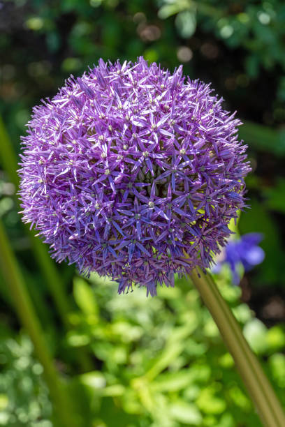 istock Ornamental Allium Flowers 1321496984