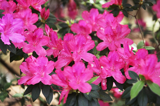 Rhododendron japonicum, the Japanese azalea, is a species of flowering plant in the family Ericaceae, native to Japan. A deciduous shrub reaching 2.4 m, but usually half that, it is found in grasslands and open scrub, never in dense thickets or woodlands. It is very similar to the Chinese endemic Rhododendron molle, to the extent that its cultivars are customarily grouped with the cultivars of R. molle.\n\nThis nice flowering Bush is to be found in Gardens & Parks in Spring in the Netherlands.