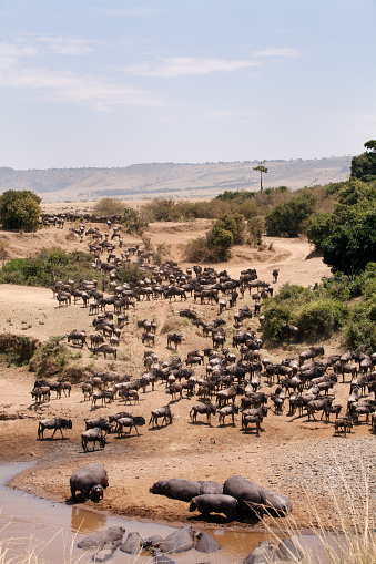 Wildebeests and Hippopotamus at  the bank of Mara river