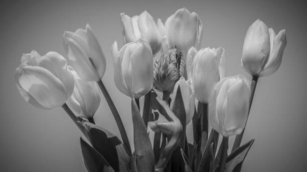 istock Tulips in season in a vase 1321499007