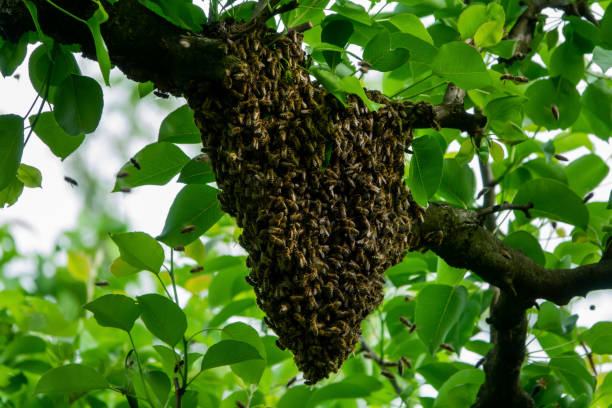 большая пчелиная рой на дереве - bee swarm of insects beehive tree стоковые фото и изображения