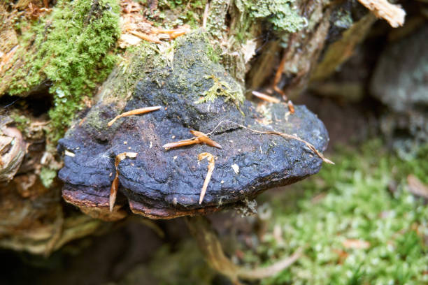 istock big black mushroom with moss 1321500005