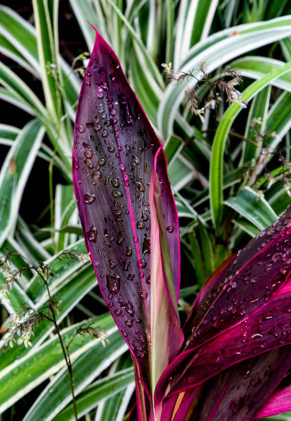 istock A grove of lush tropical plants 1321500291