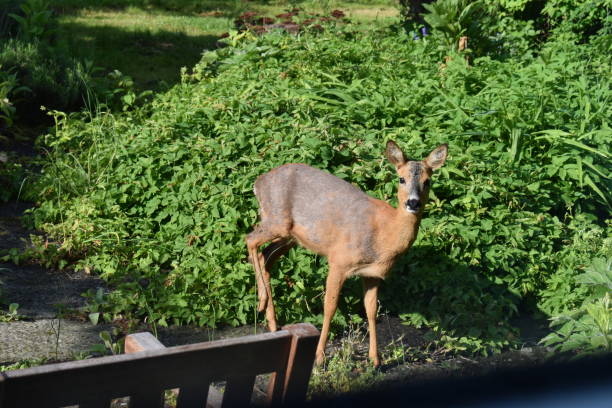 A female deer looking at the camera and walking on a terrace.