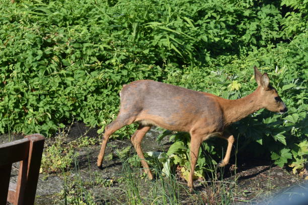 istock A female deer walking on a footpath in a garden. 1321501166