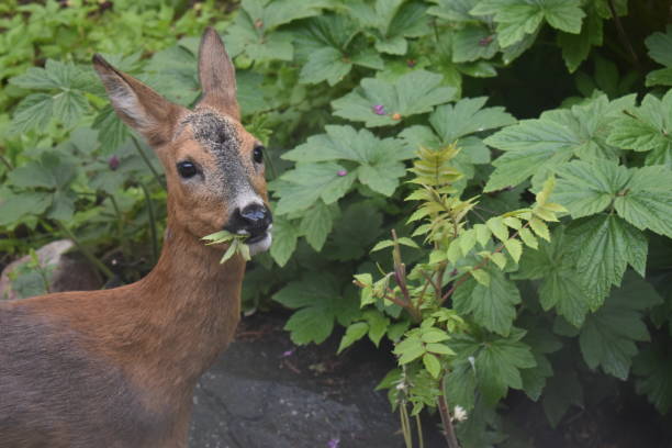 A doe is eating leaves from a staghorn sumac.