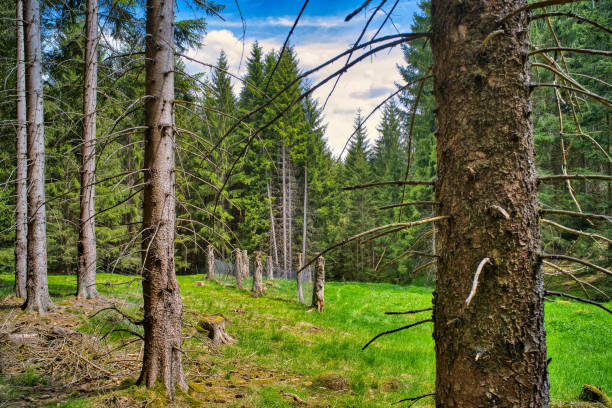 istock on the Rennsteig in the Thuringian Forest 1321501288