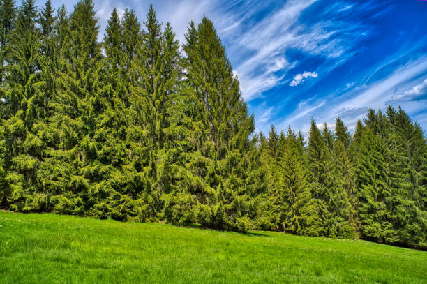 istock at the forest meadow on the Rennsteig 1321501361