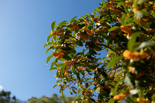 Orange color osmanthus flowers and branches