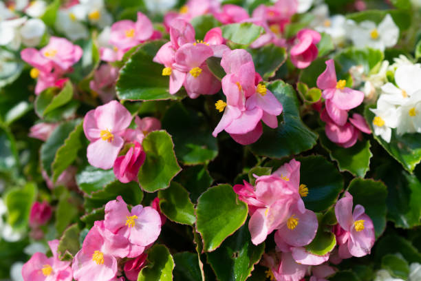 istock Pink begonia flowers 1321501558