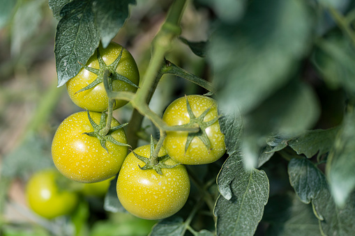 bunch of tomatoes begins to bear fruit with small green tomatoes that begin to ripen