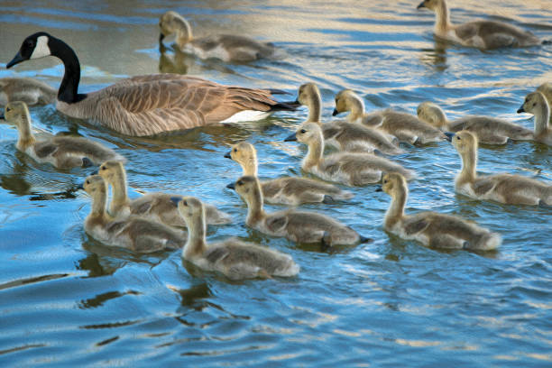 istock Mother goose with babies 1321502691