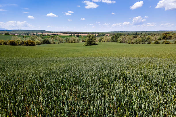 istock cereal fields grown in nature with blue sky and white clouds. 1321502717