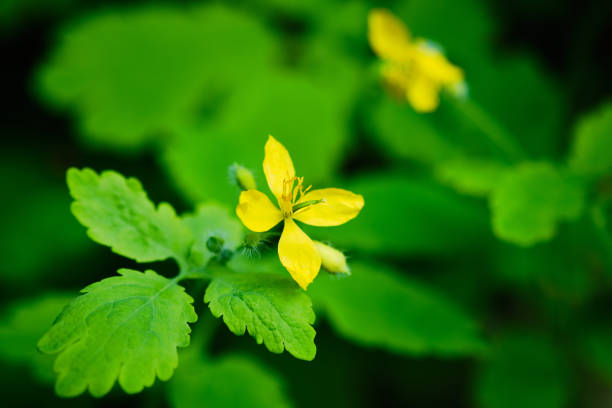 Blooming Greater celandine flower close up detail