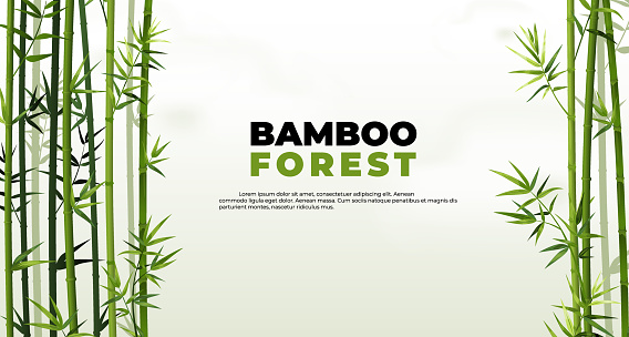Bamboo forest banner. East Asian tropical plants background. Tree border elements and green leaves. Straight trunks and foliage. Vector Japanese or Chinese natural poster with lettering and copy space