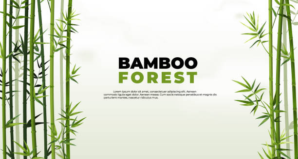 Bamboo forest banner. East Asian tropical plants background. Tree border elements and leaves. Straight trunks and foliage. Vector Japanese or Chinese poster with lettering and copy space Bamboo forest banner. East Asian tropical plants background. Tree border elements and green leaves. Straight trunks and foliage. Vector Japanese or Chinese natural poster with lettering and copy space bamboo background stock illustrations
