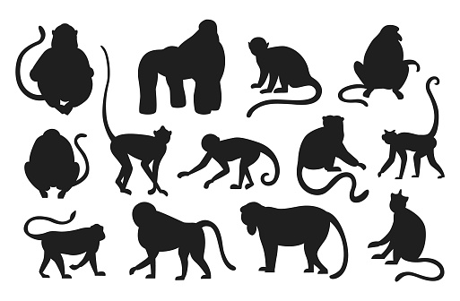 Monkeys silhouette. Hanging and jumping black apes. Various types of primates. Isolated exotic animals set. Exotic rainforest fauna. Contour furry mammals with tails. Vector templates for zoo logo