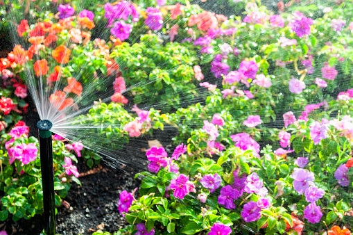 Water spraying over a flowerbed from an automated spray during summer.
