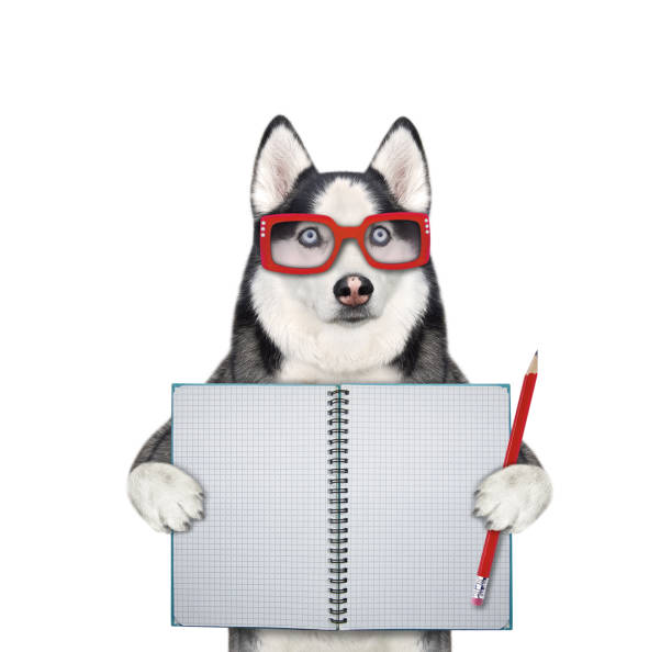 istock Dog husky holds pencil and notebook 1321503730