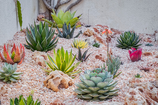 Agave is a genus of monocots native to the hot and arid regions of the Americas, although some Agave species are also native to tropical areas of South America. The genus Agave is primarily known for its succulent and xerophytic species that typically form large rosettes of strong, fleshy leaves.