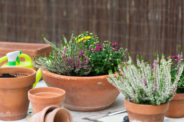 istock Terracotta pots with autumn flowers, outdoor composition 1321504831
