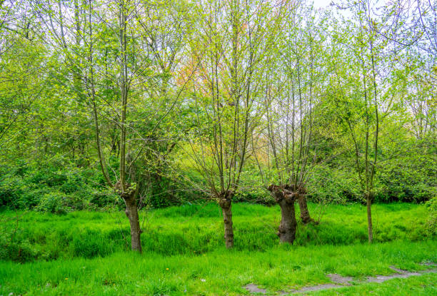 Scenery in a park in the Netherlands