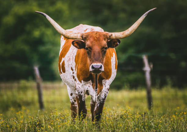 texas longhorn - texas longhorn cattle horned cattle farm stock-fotos und bilder