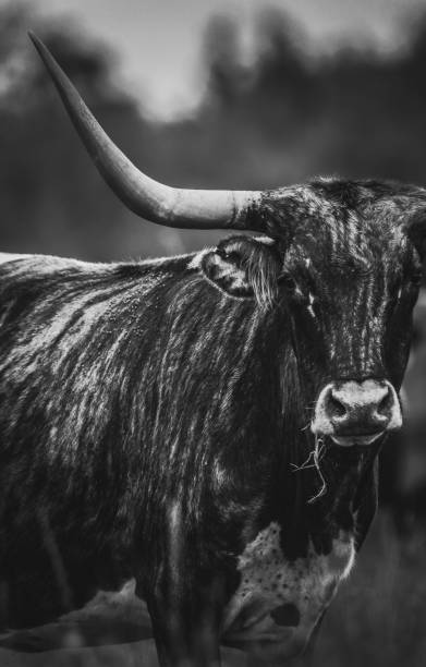 texas longhorn - texas longhorn cattle bull cattle ranch photos et images de collection