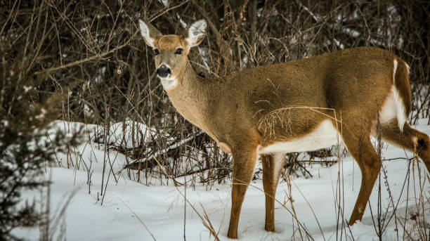 istock Doe in the winter feeding 1321505565
