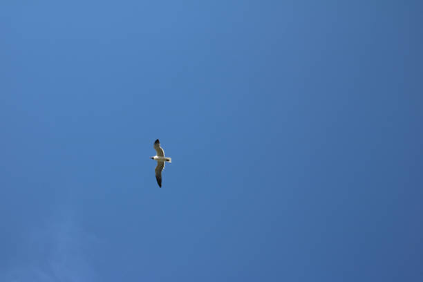Laughing Gull flying in deep blue sky stock photo