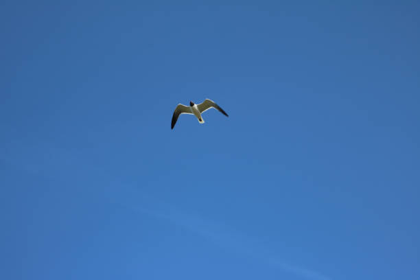 Laughing Gull flying in deep blue sky stock photo