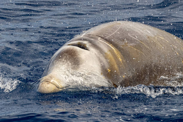 istock Rare Cuvier Goose Beaked whale dolphin Ziphius cavirostris 1321506472