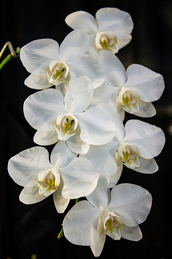 Beautifully blooming white orchids