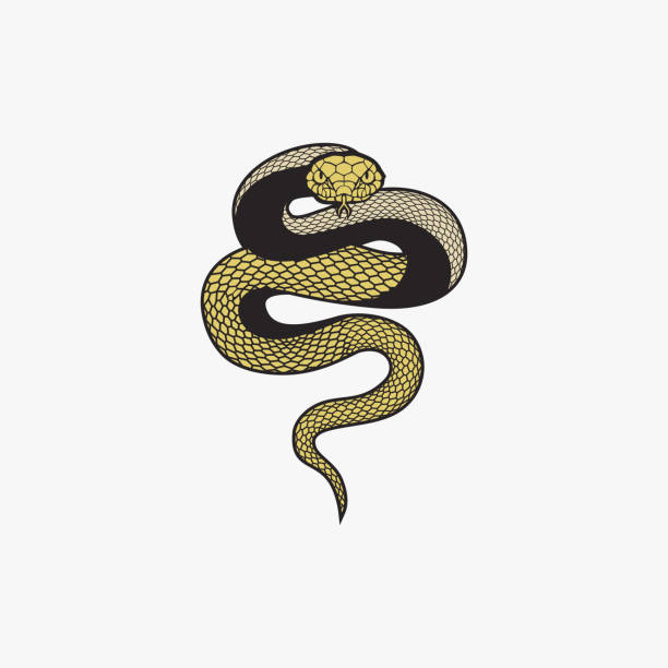 ilustrações, clipart, desenhos animados e ícones de design do logotipo do vetor do mascote snake python - snake boa python boa constrictor