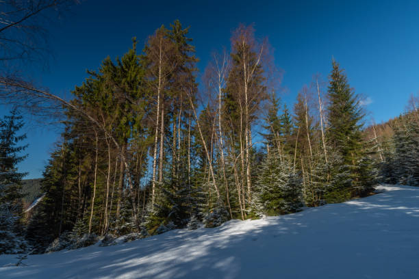 istock Cold spring with snow in national park Krkonose with blue sky 1321510037