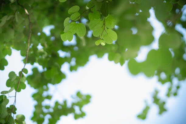 Beautiful nature view green leaf on blurred greenery background under sunlight with bokeh and copy space using as background natural plants landscape, ecology wallpaper concept.