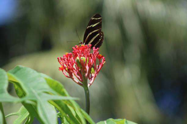 Zebra Longwing Butterfly on a Coral plant stock photo