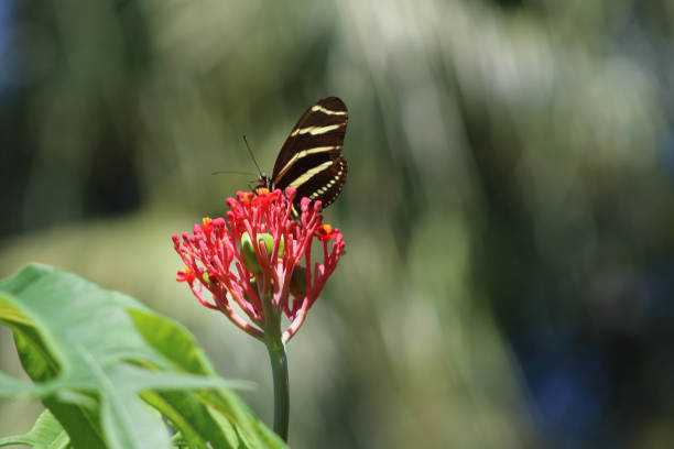 Zebra Longwing Butterfly on a Coral plant stock photo