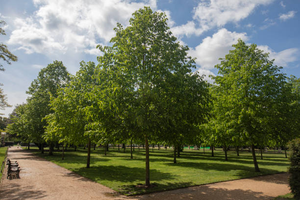 istock a sunny day in the park 1321511874