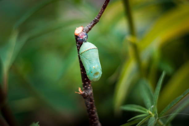 Butterfly cocoon waiting to hatch stock photo
