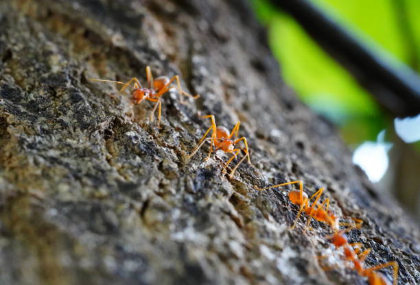 istock Red ant on stick tree in nature at forest 1321513478