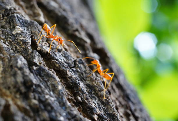 istock Red ant on stick tree in nature at forest 1321513493